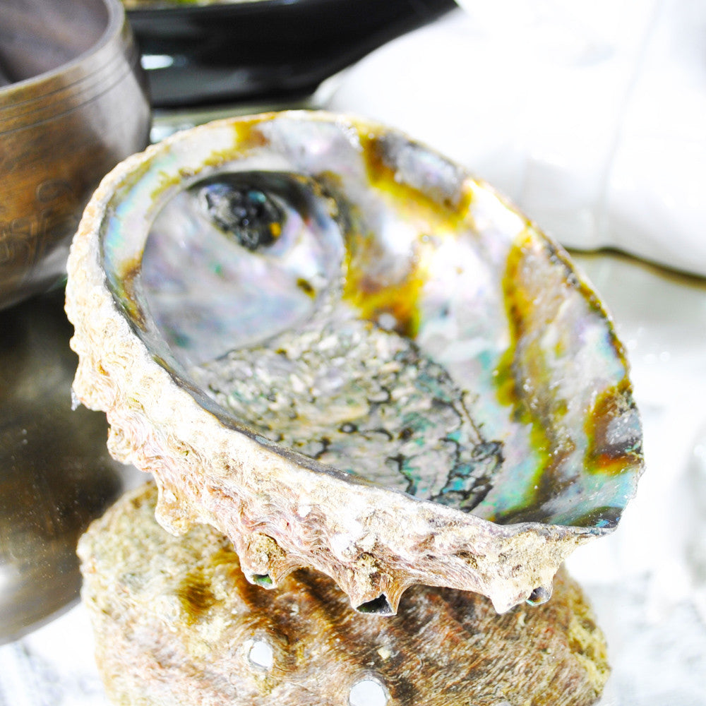 Abalone Shell